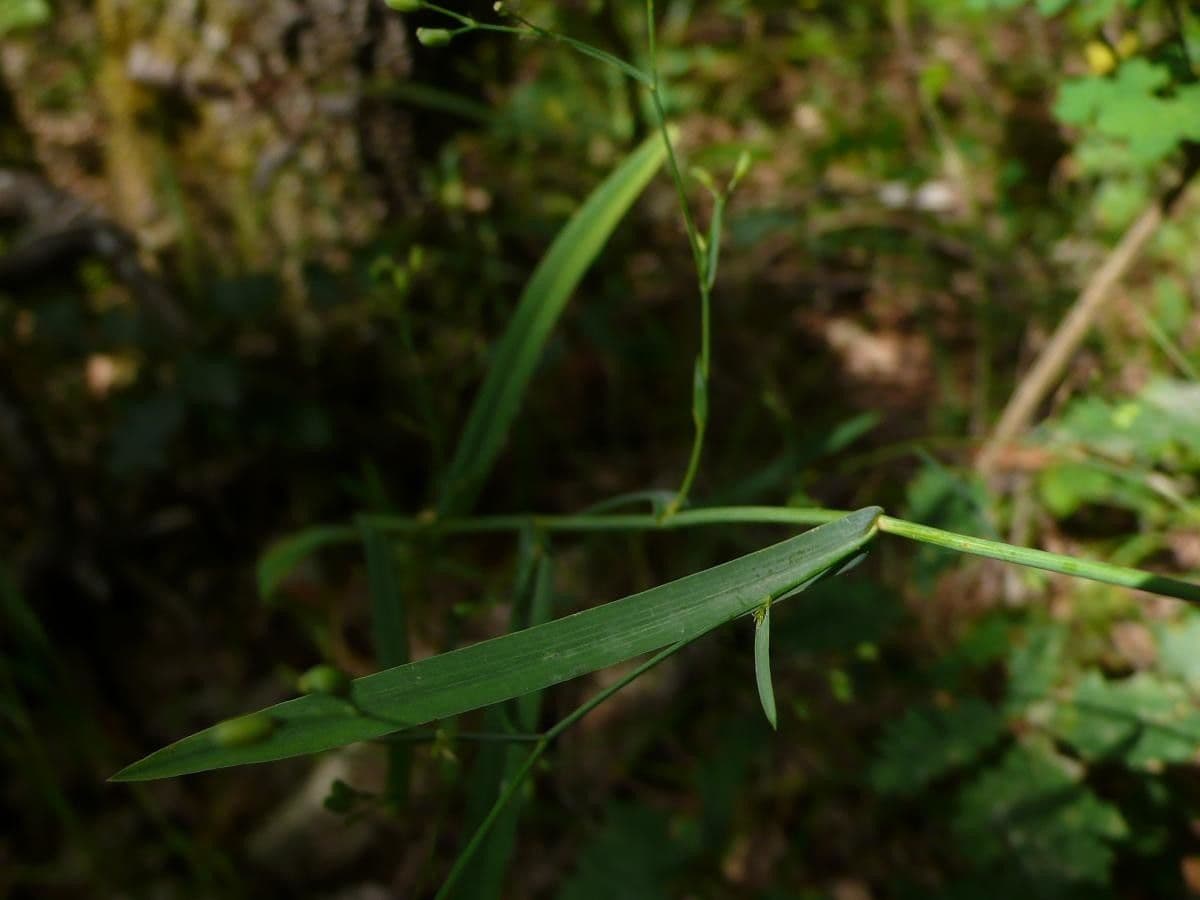 Bupleurum 18