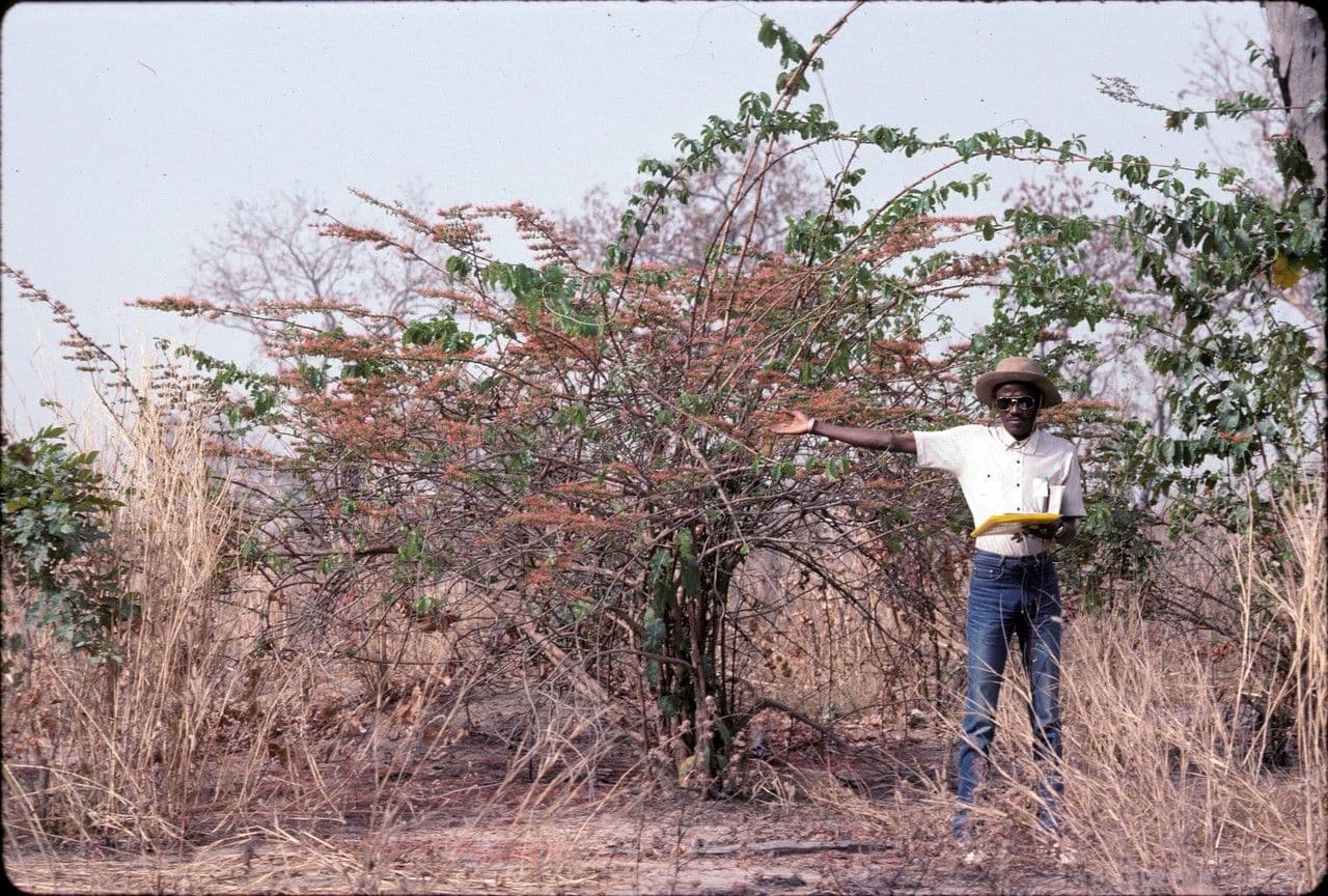 Combretum paniculatum 9
