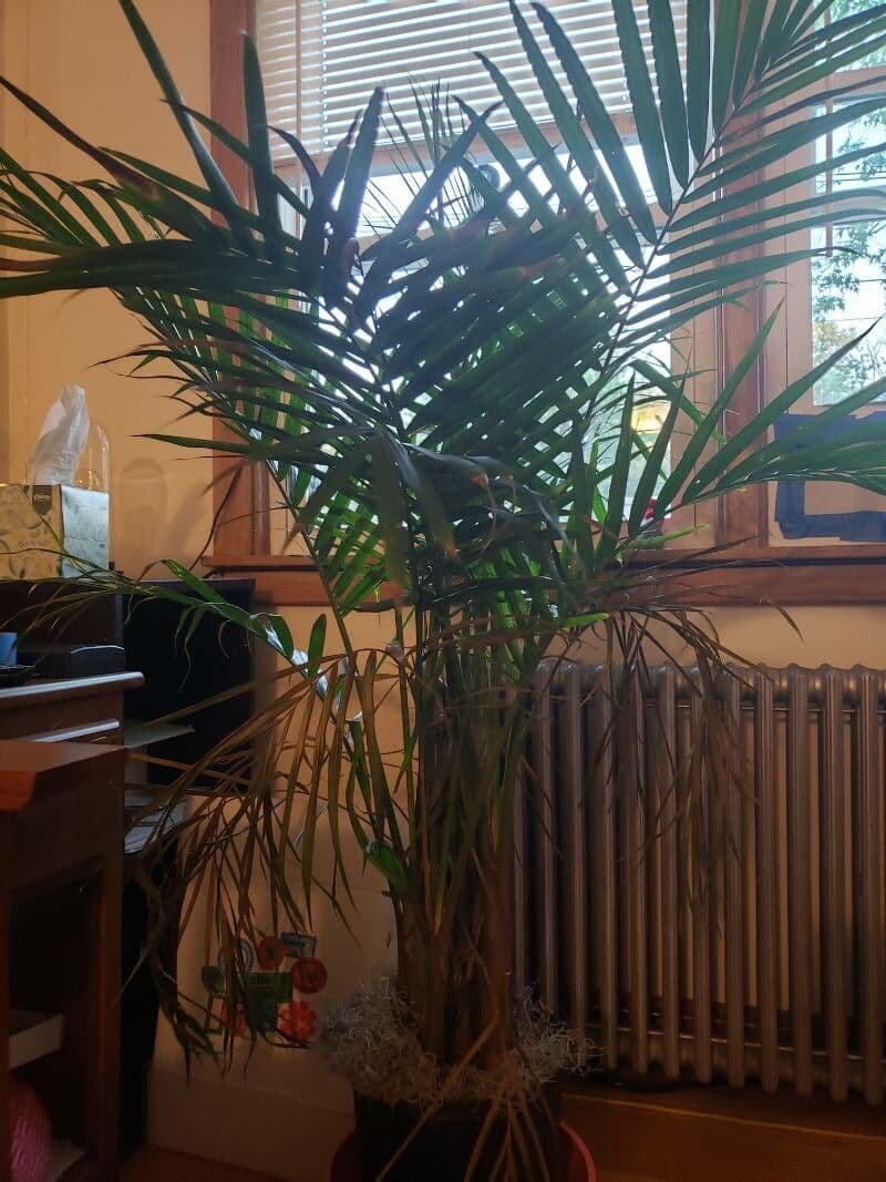 Areca dorée 28
