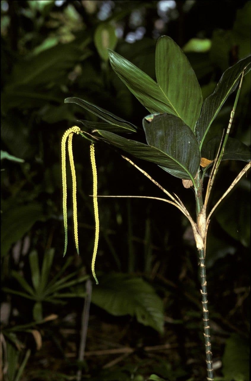 Chamaedorea