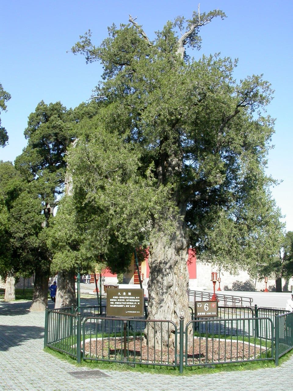 Jalovec čínský 23