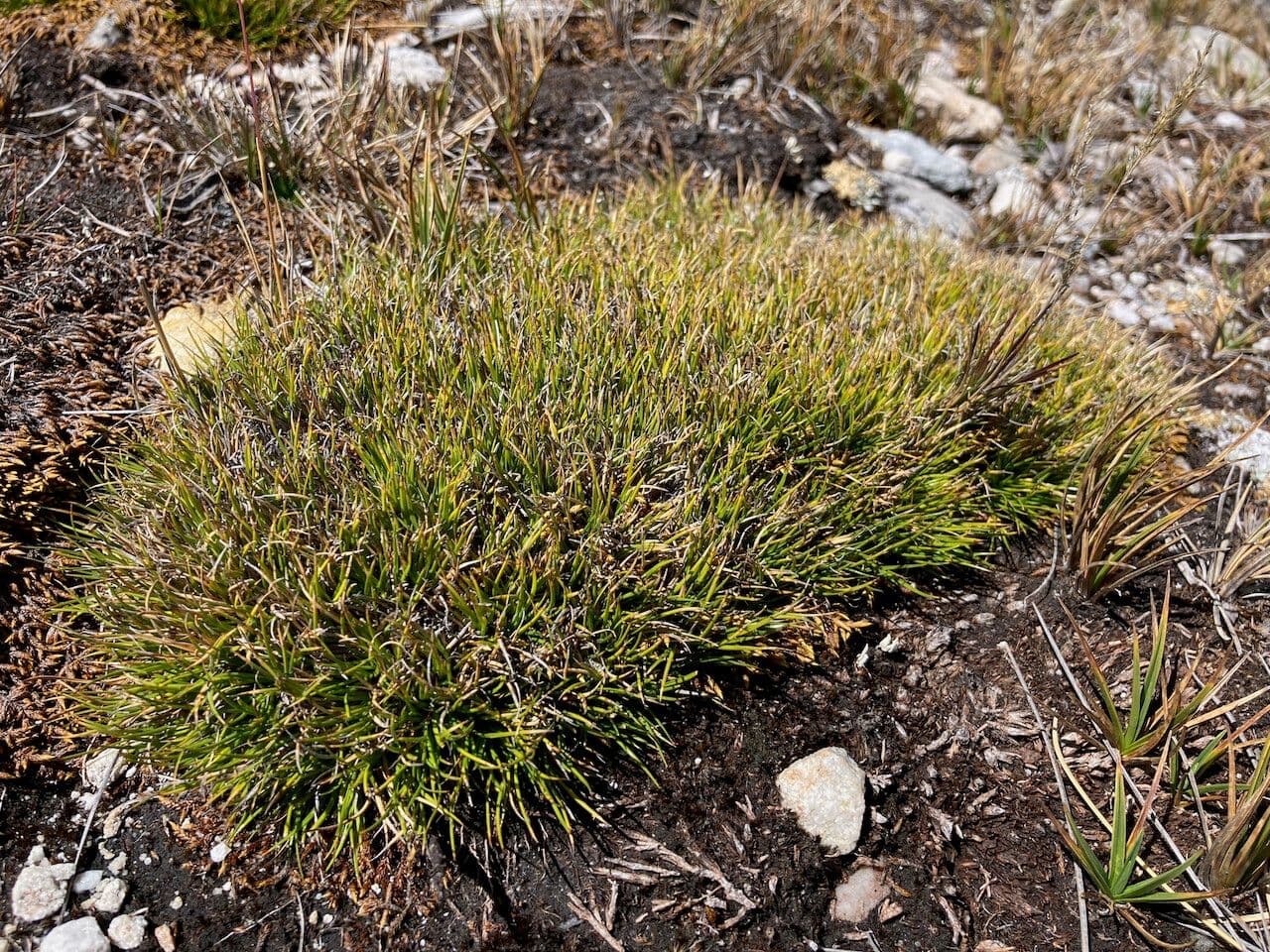 Oreobolus 2