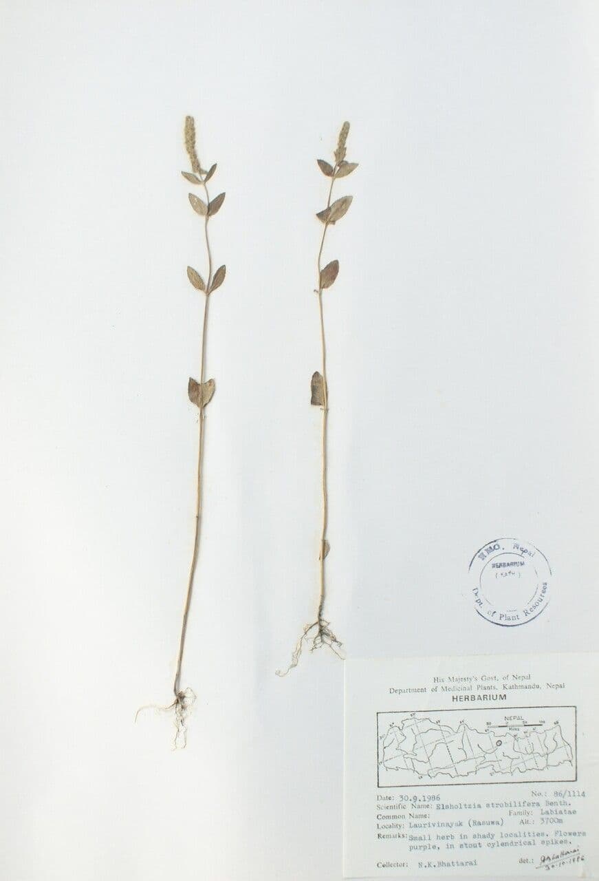 Elsholtzia 2