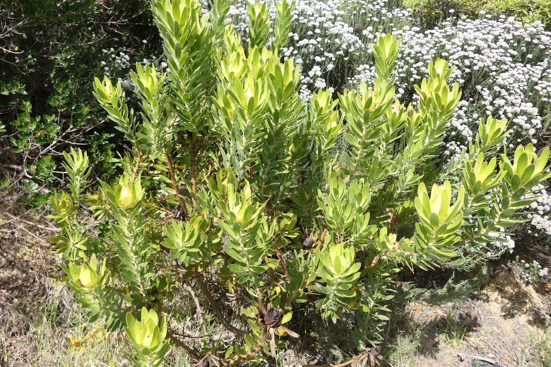 Leucadendron alloro 7