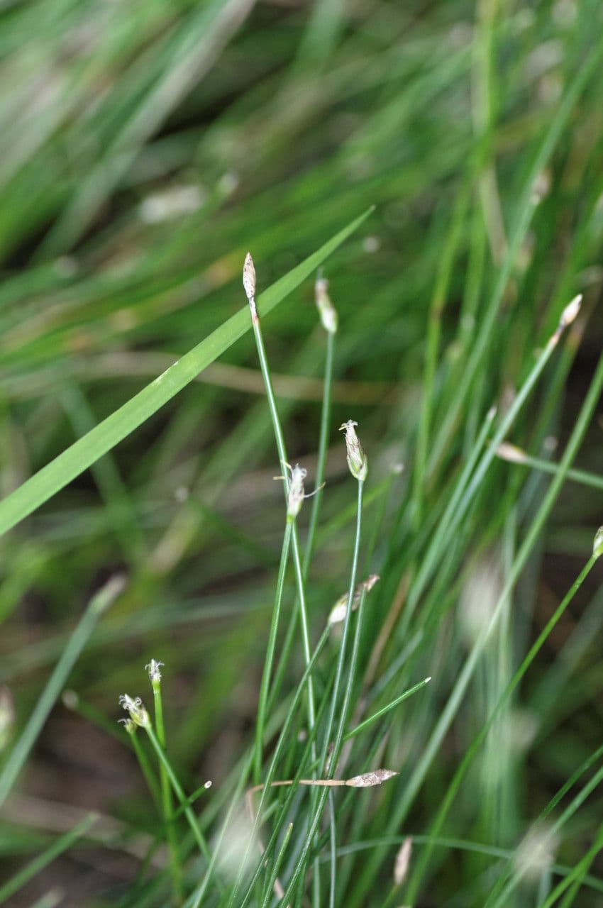 Sedge bonariensis 8