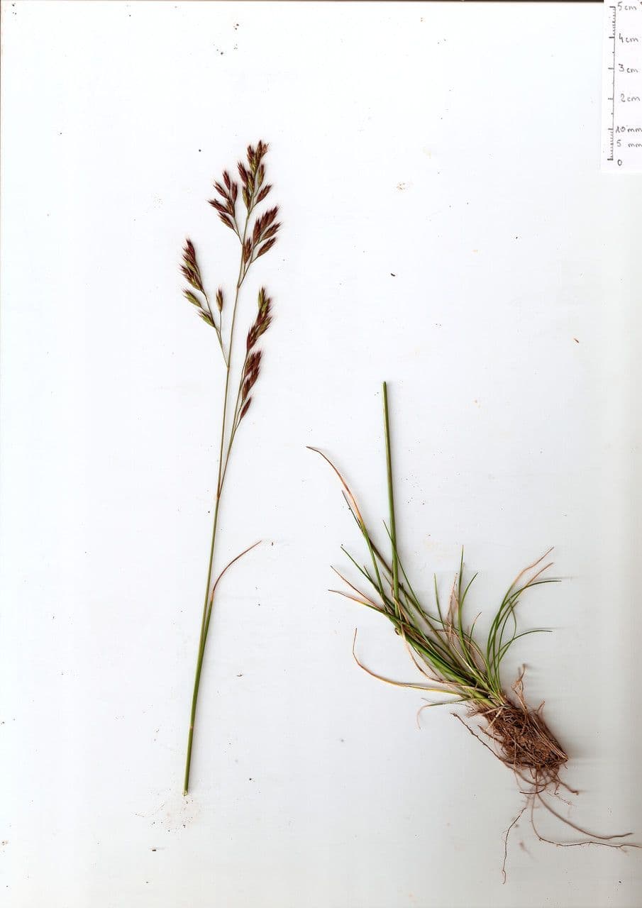 Festuca rossa 14