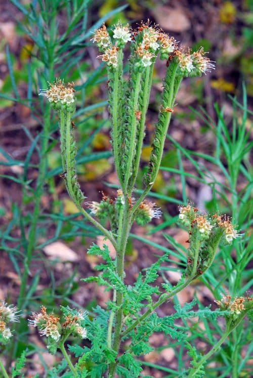 Facelia