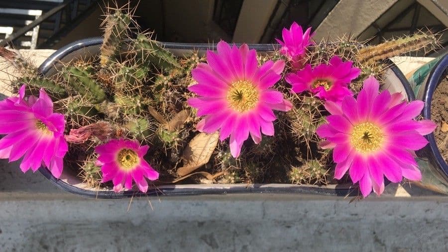 Cactus a cinque lobi 4