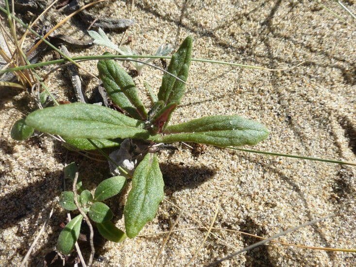 Senecio californiano 13