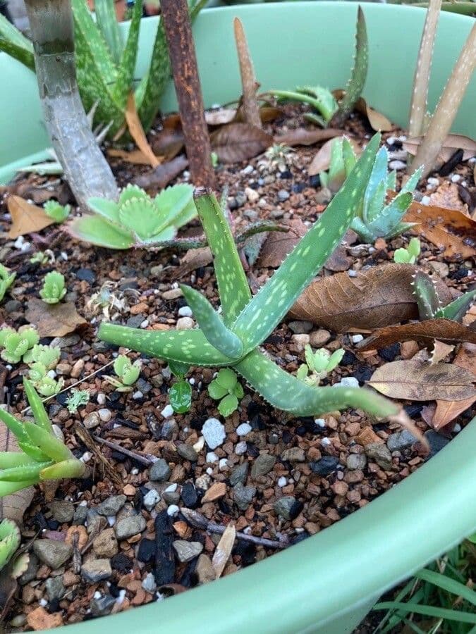 Aloe