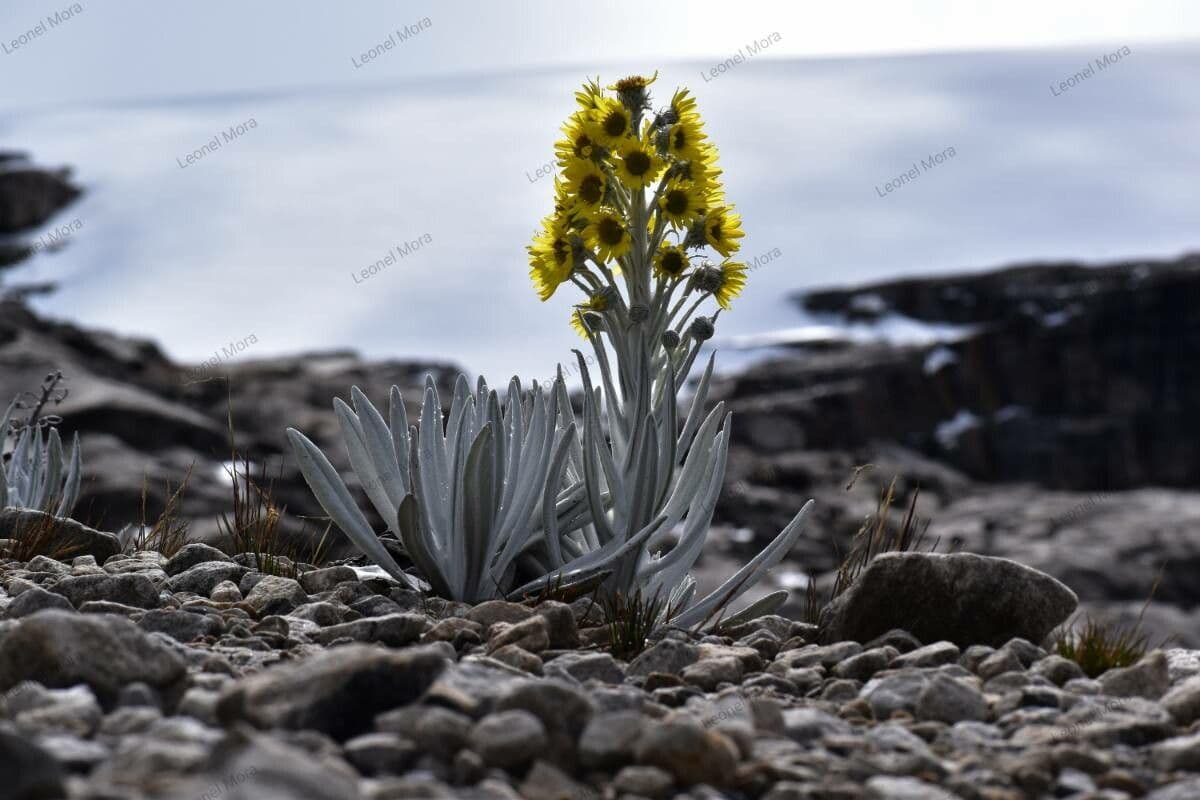 Senecio 5