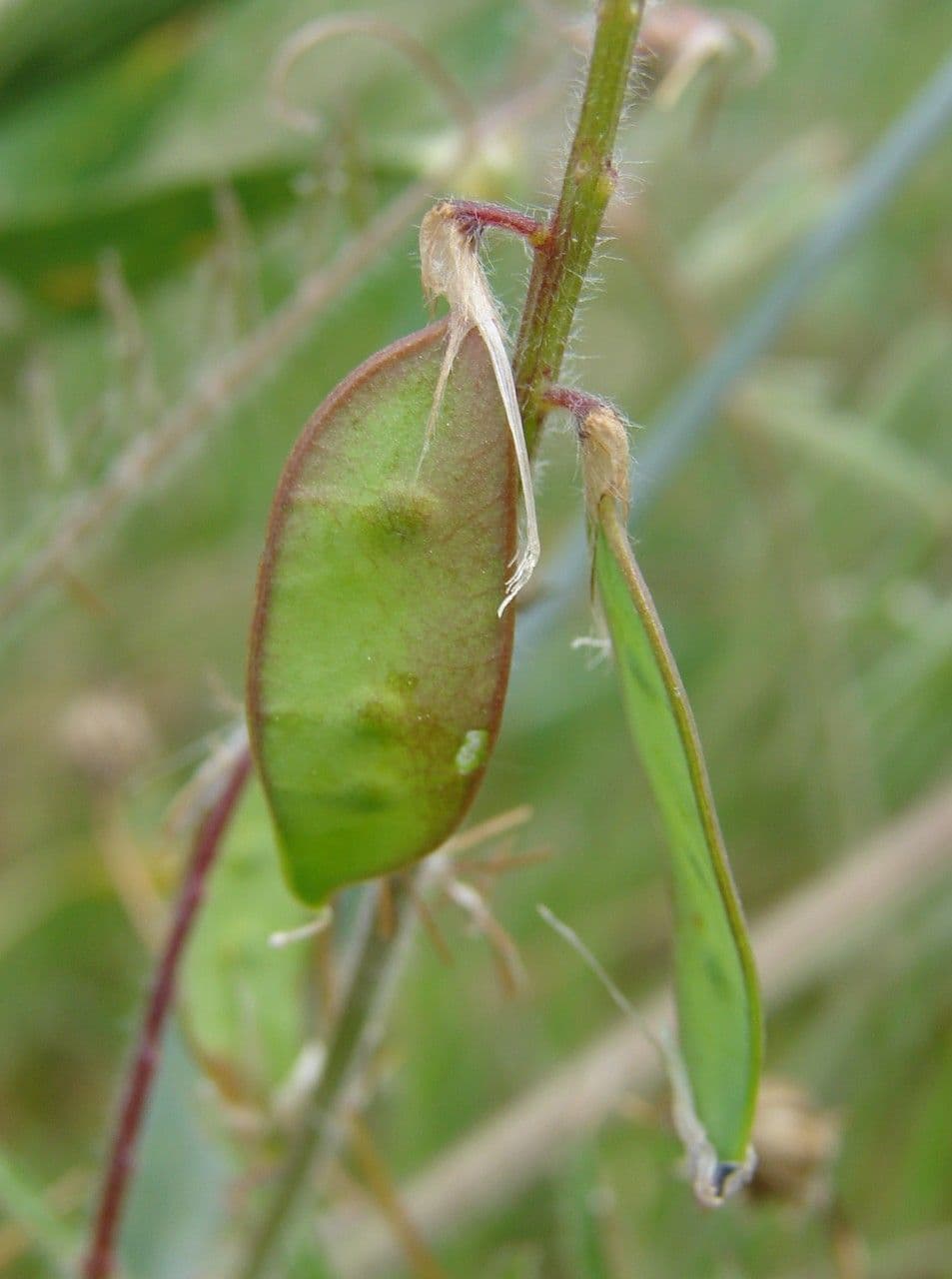 Veccia pelosa 2