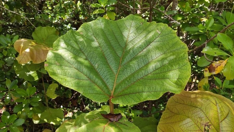 Coccoloba 11