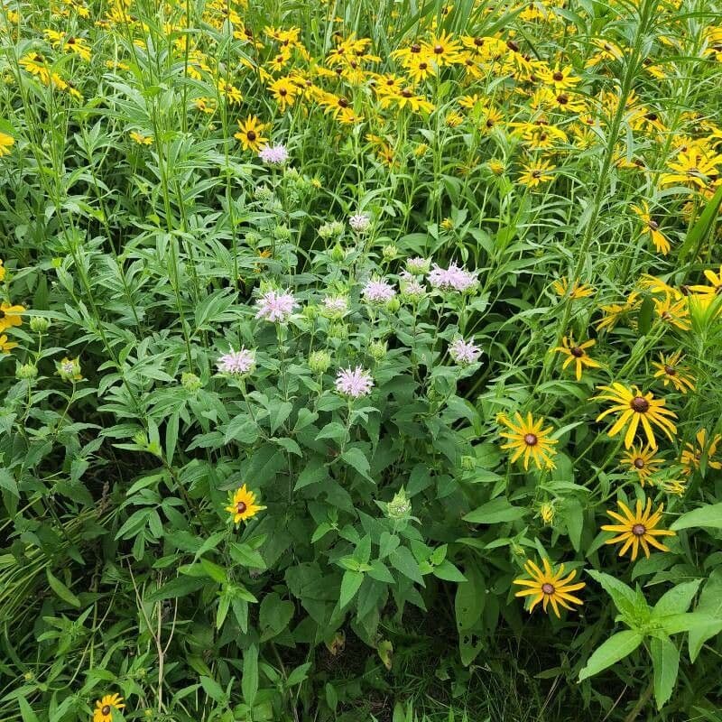 Monarda 14