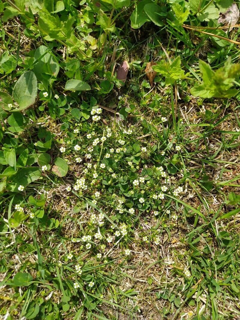 Cochlearia groenlandica 5