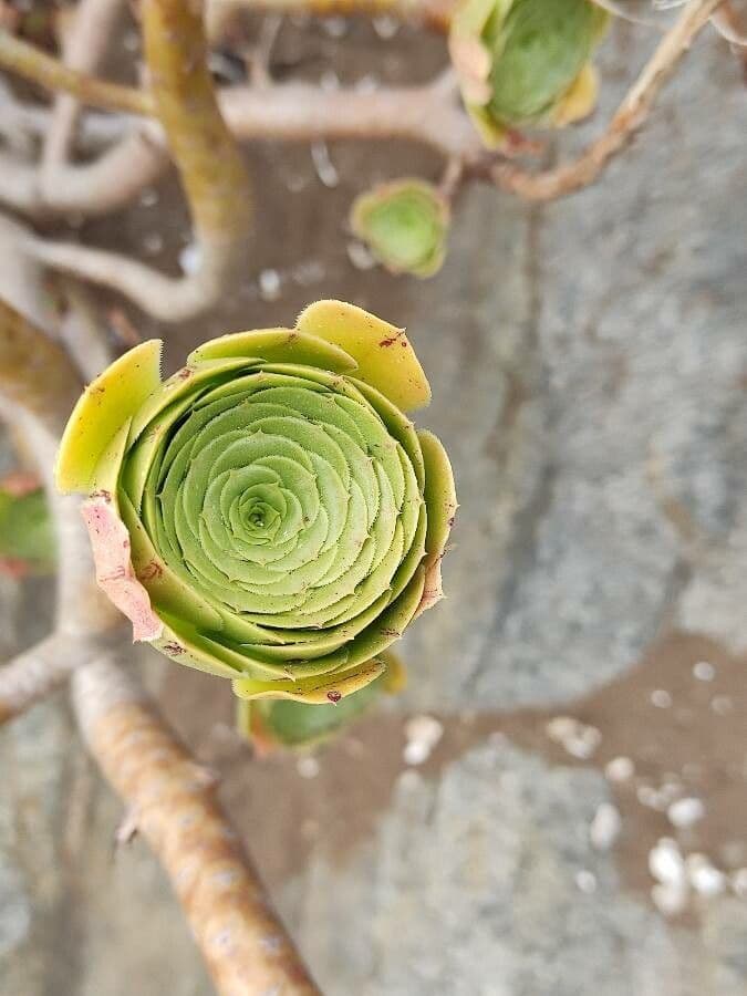 Aeonium aureum 2
