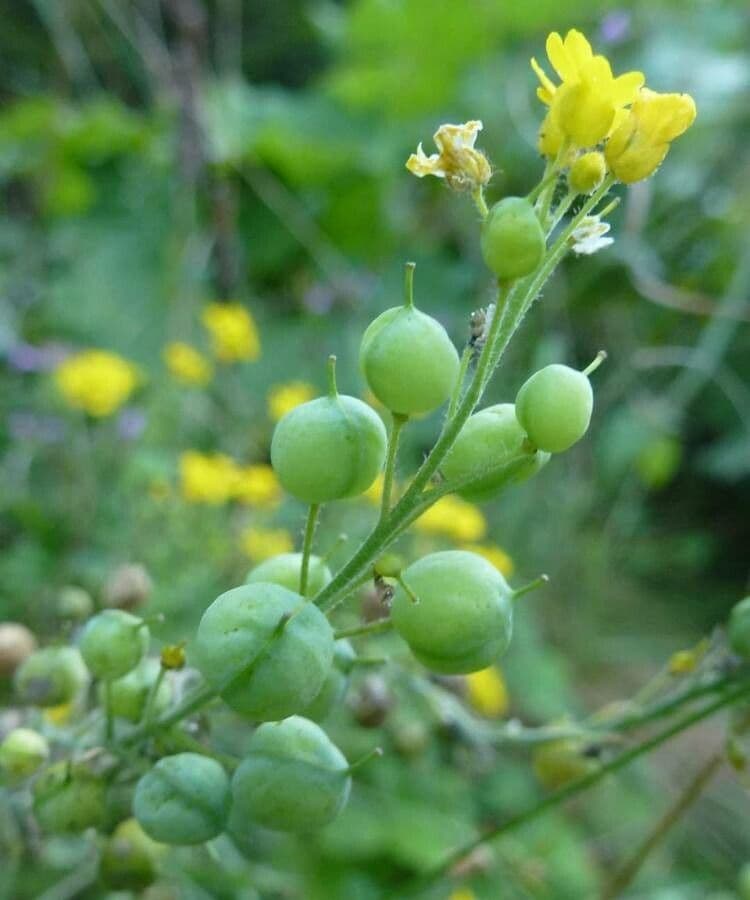 Aurinia 4
