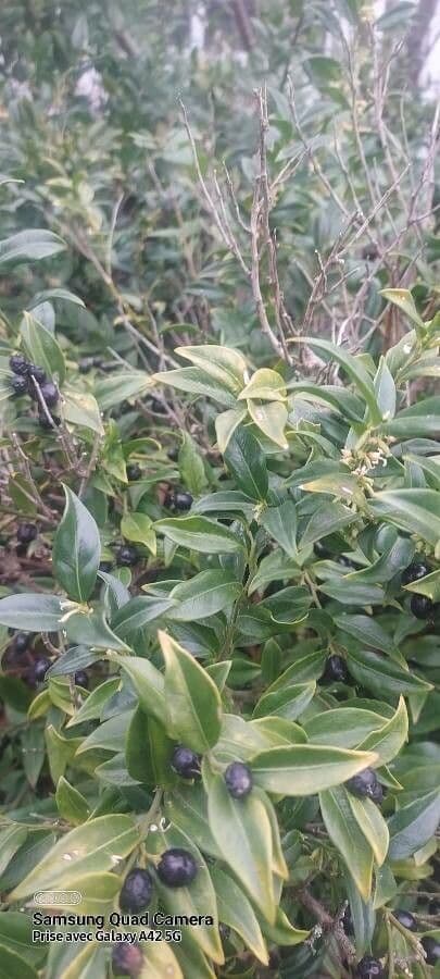 Sarcococca orientale 3