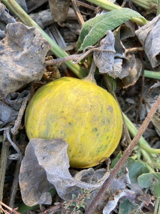Zucca fetida 4