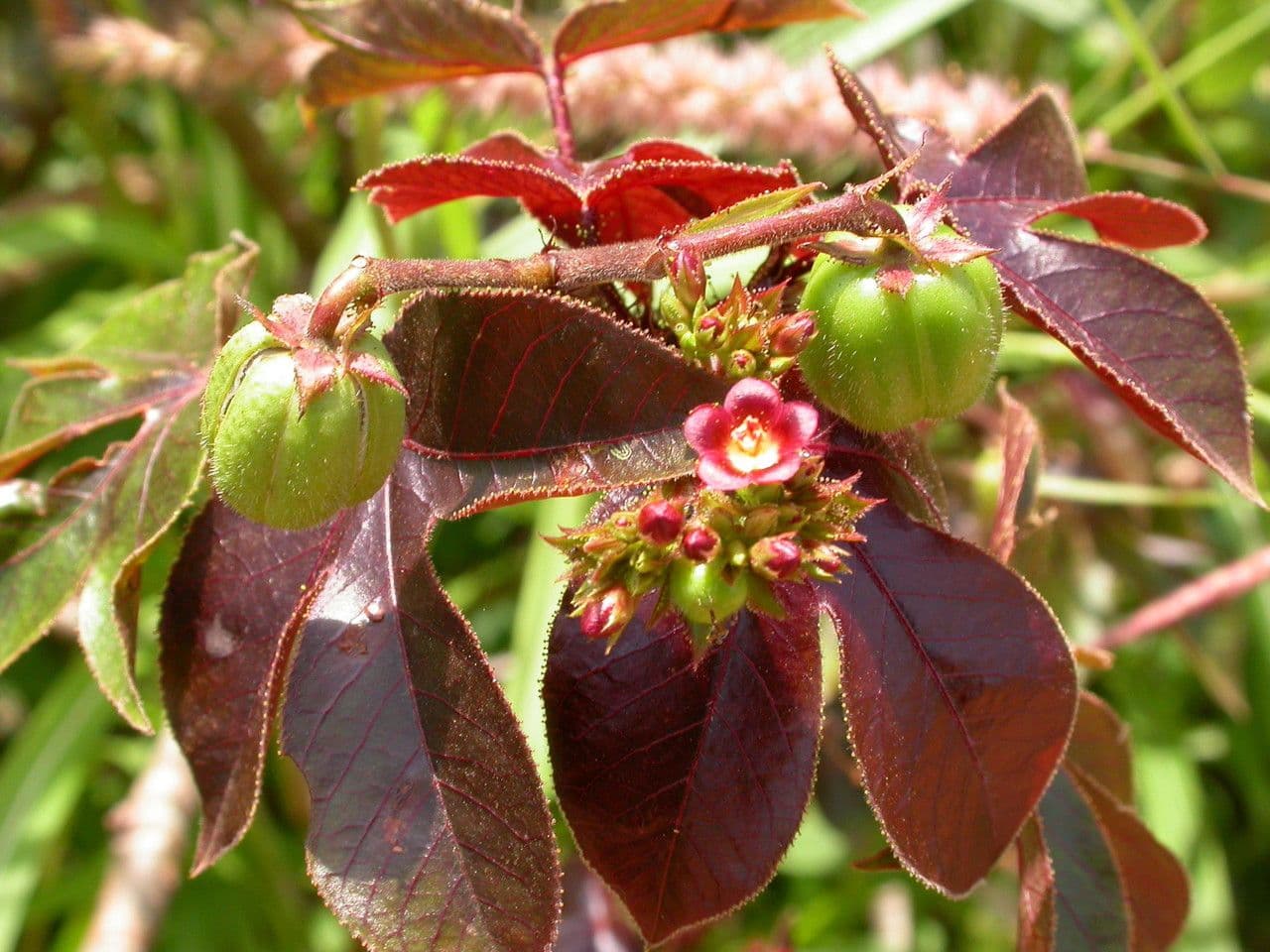 Bauchige Brechnuss 8