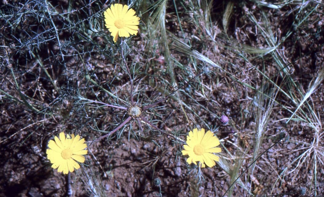 Camomilla araba 8