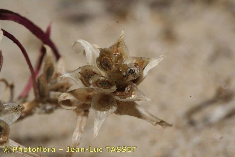 Corispermum di Pallas 2