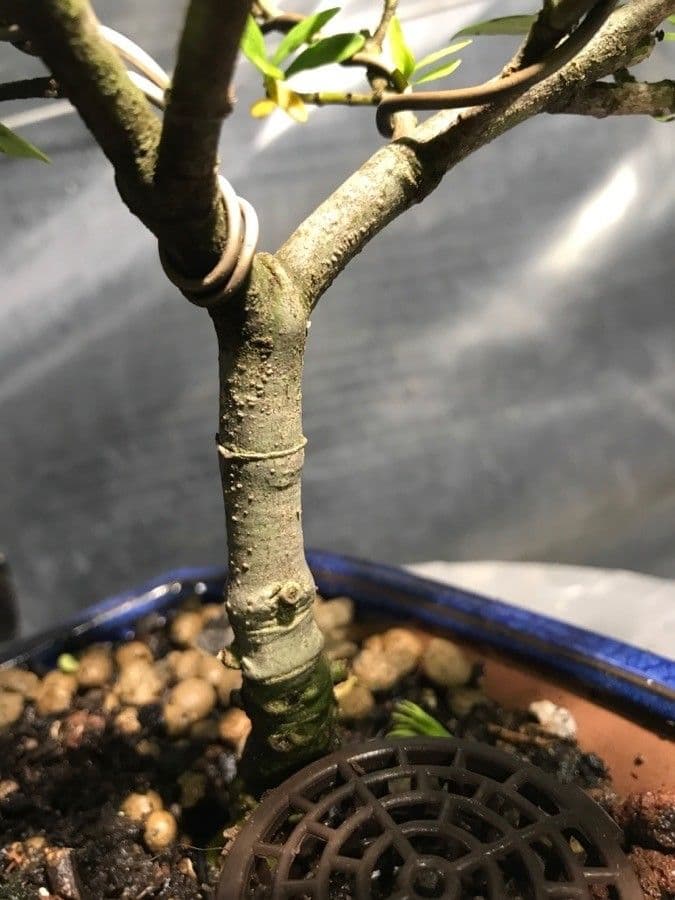 Pitosporum 22