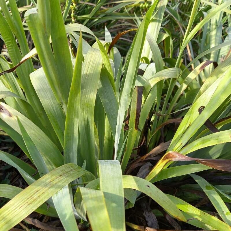 Sisyrinchium striato 16