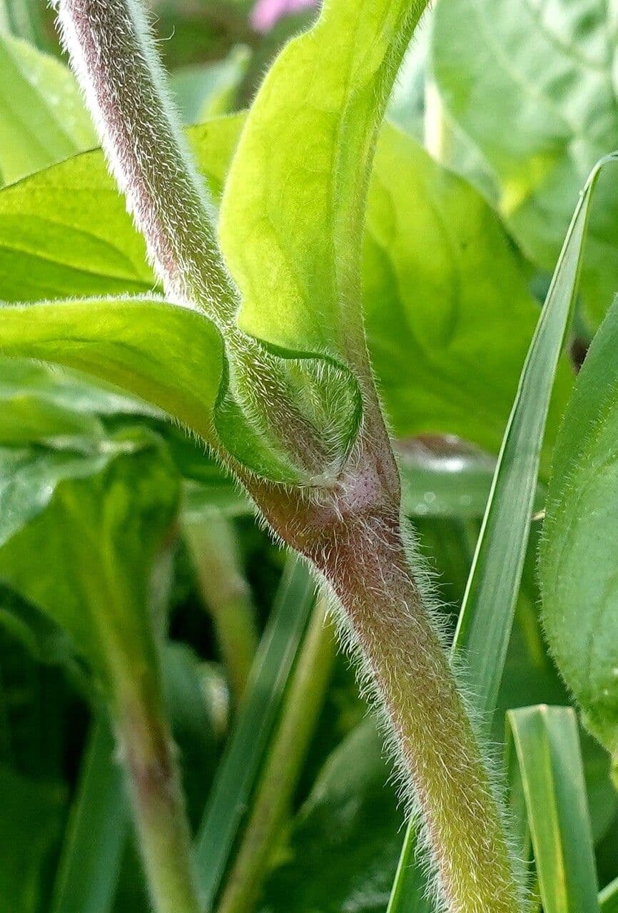 Silene dioica 25