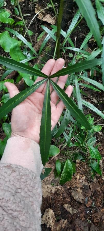 Pseudopanax 4