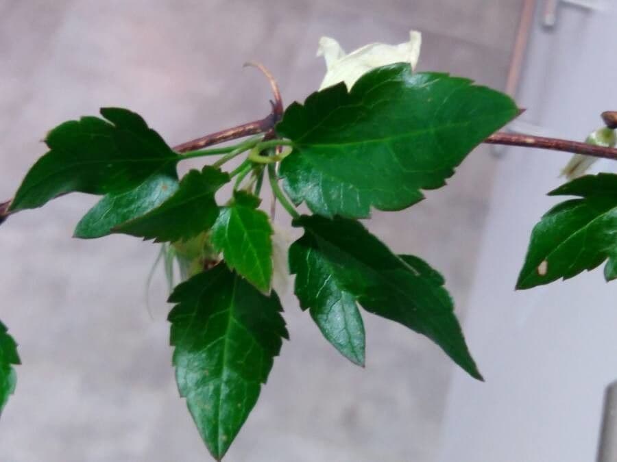 Clematis cirrhosa 20