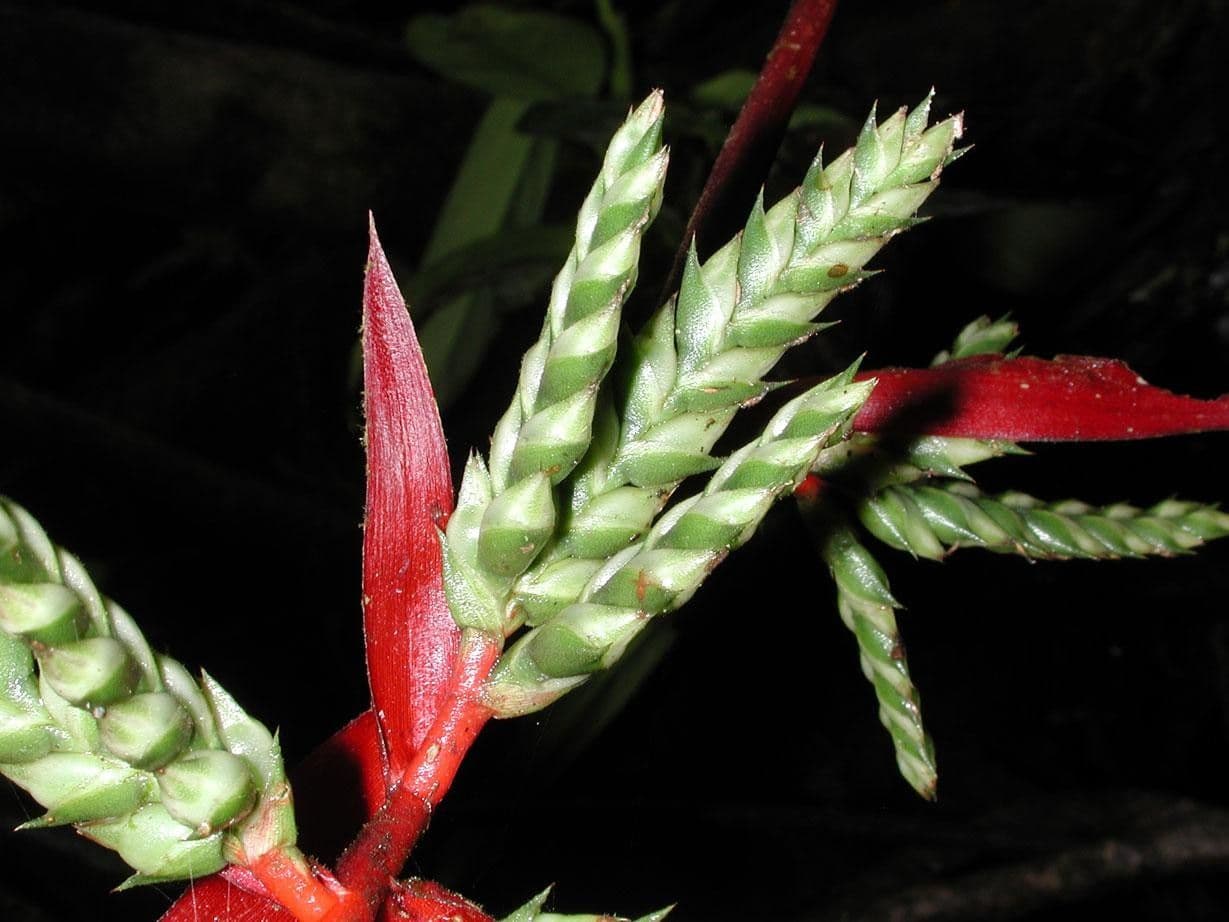 Aechmea 12