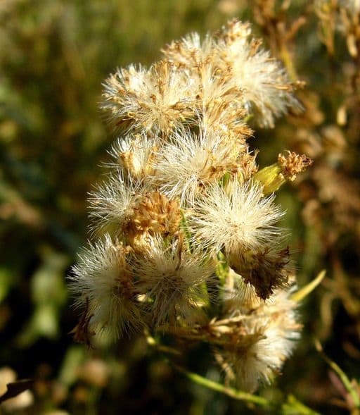 Solidago occidentale