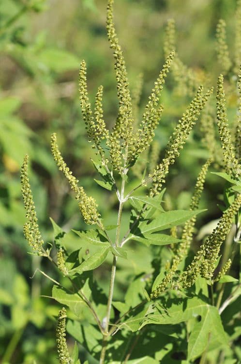 Ambrosia trifida 9