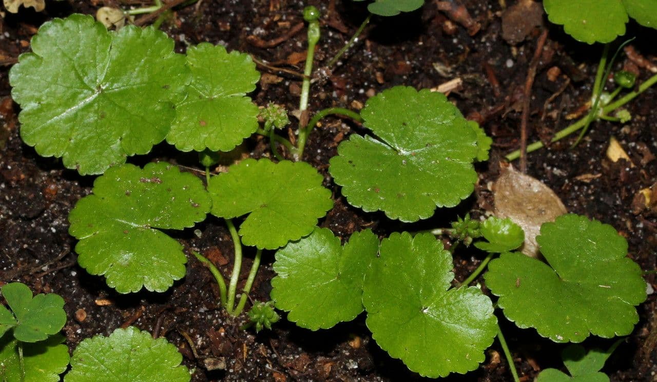 Hydrocotyle sibthorpioides 11