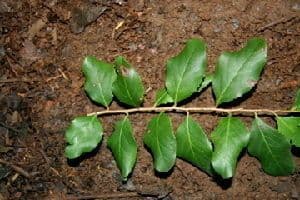Bürstenholly 7