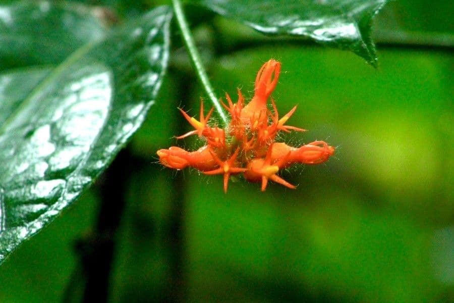 Cetriolo della giungla 10