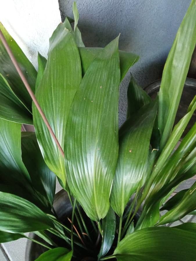 Schusterpalme 16