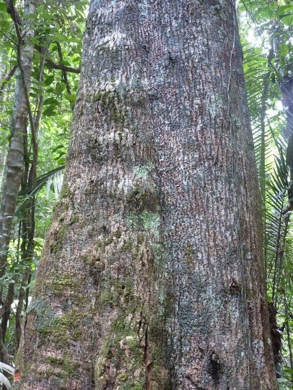 Ocotea tomentosa 3