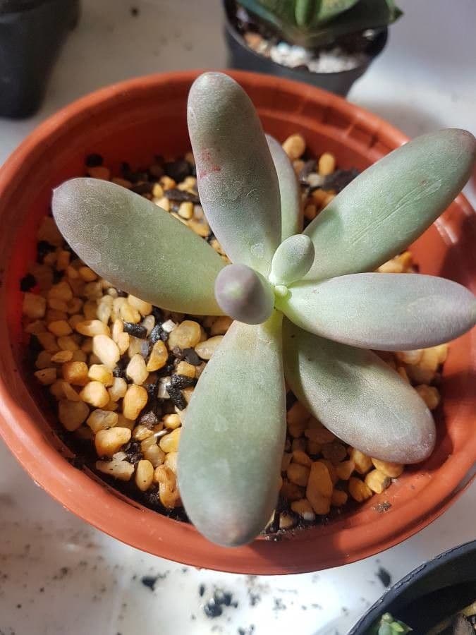 Graptopetalum 11