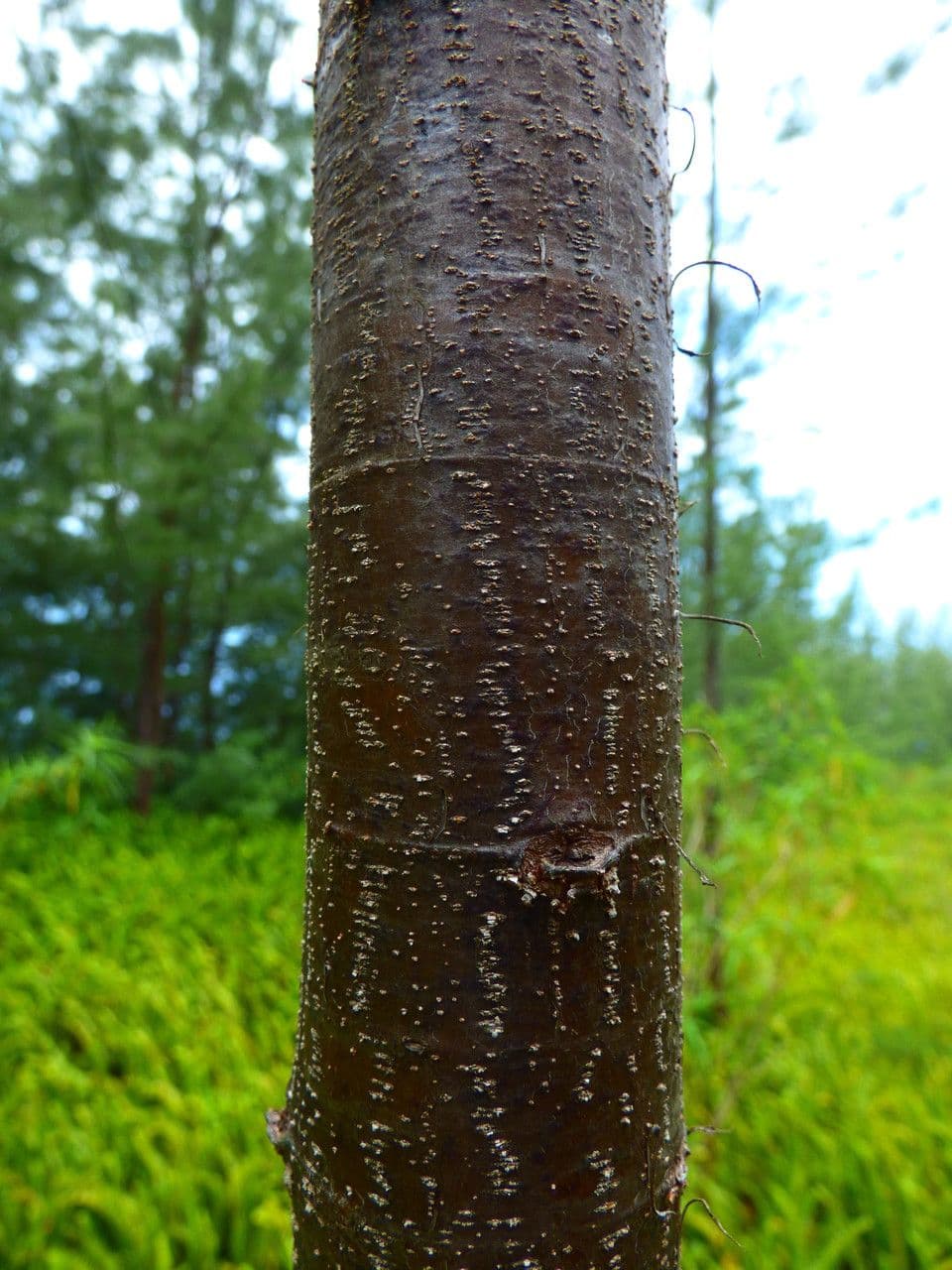 Casuarina equisetifolia 22