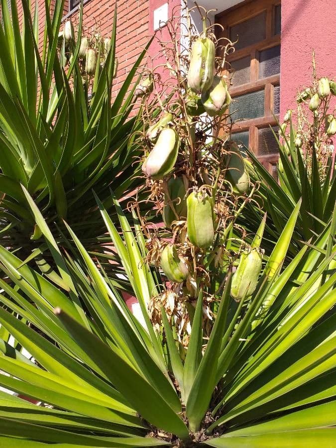 Bajonett-Yucca 4