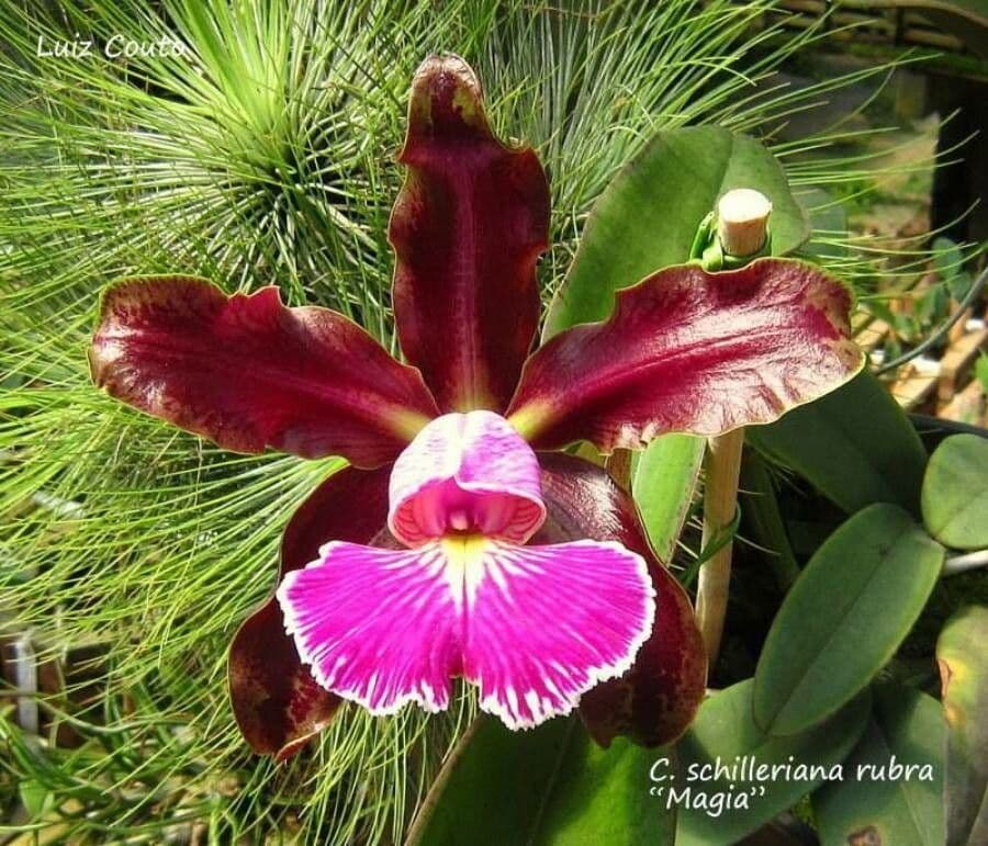 Cattleya 3