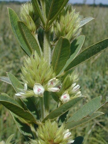 Lespedeza capitata 10
