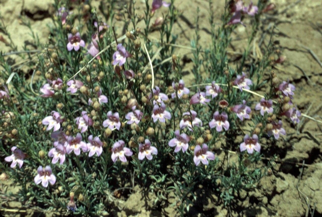 Penstemon tappezzante 5