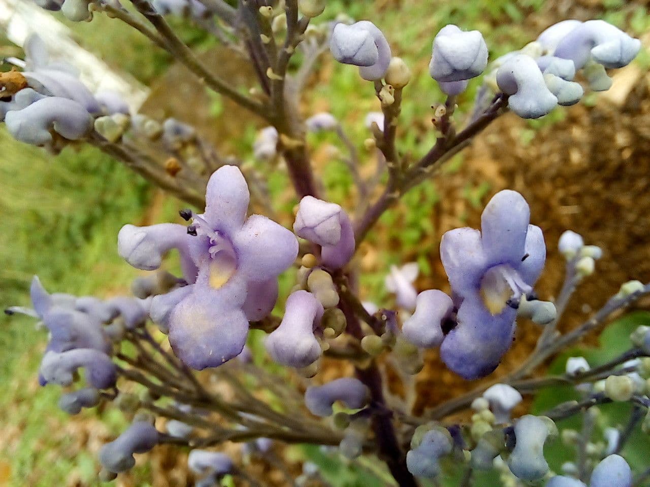 Cornutia 5