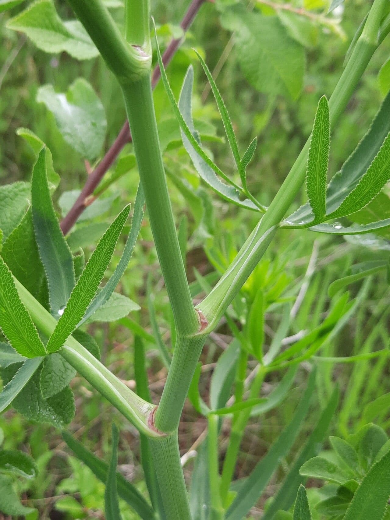 Falcaria 22
