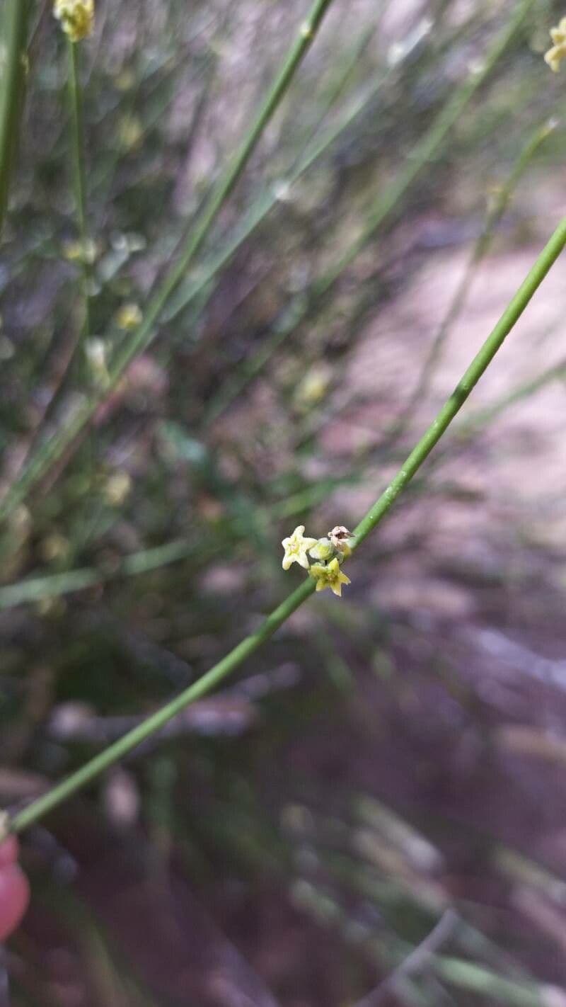 Leptadenia pyrotechnica 7