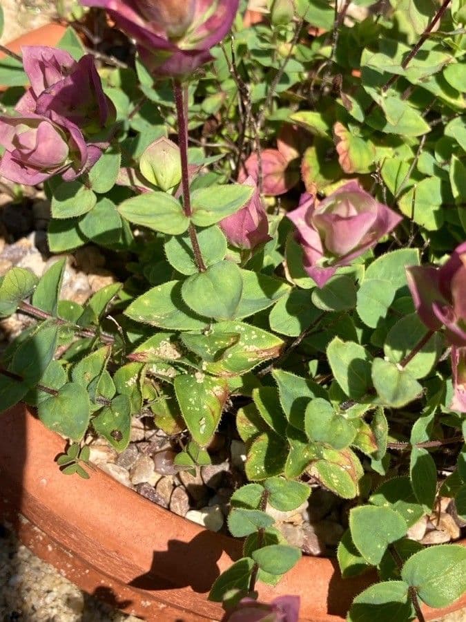 Dobromysl amanum 4