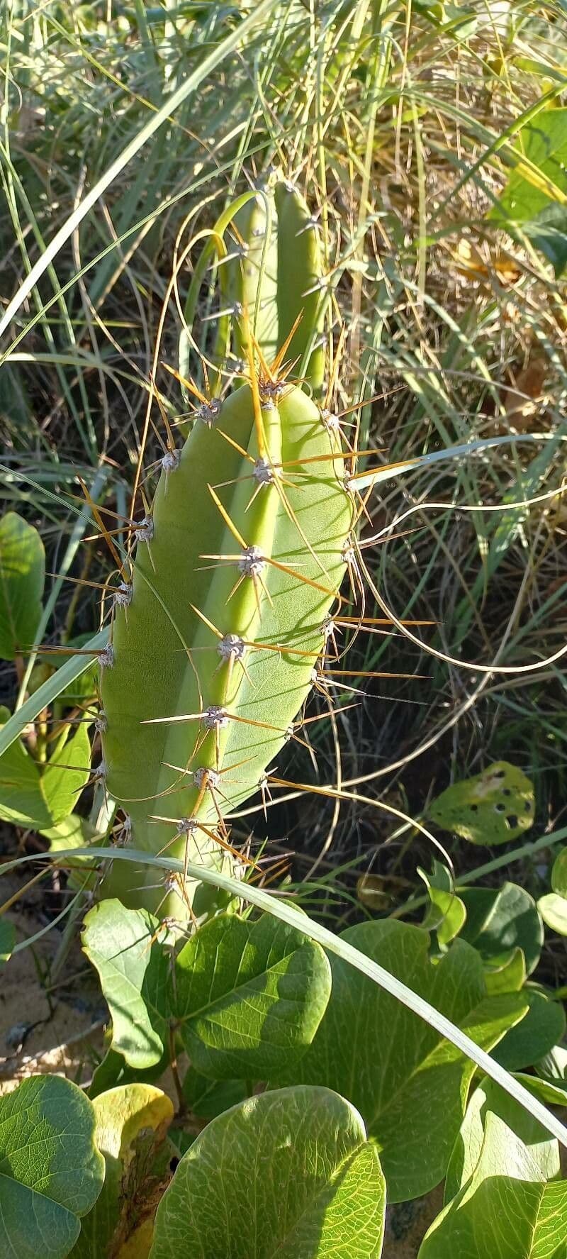 Cereus 8